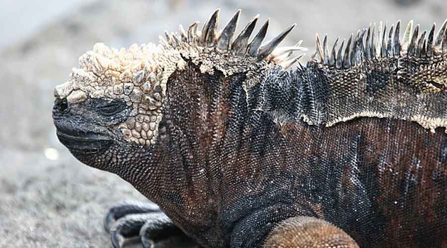 galapagos Tour