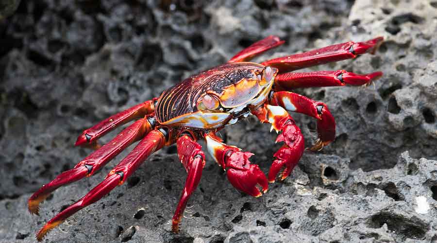 galapagos Tour