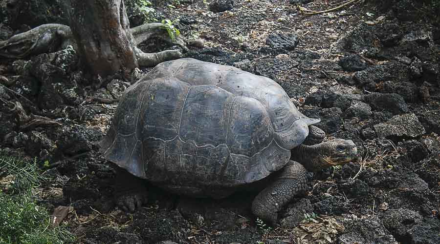galapagos Tour