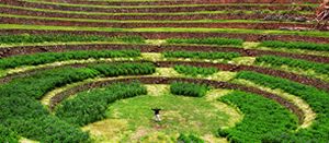 Maras and Moray