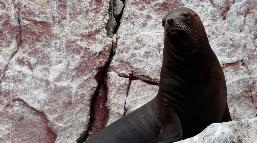 Paracas Tour