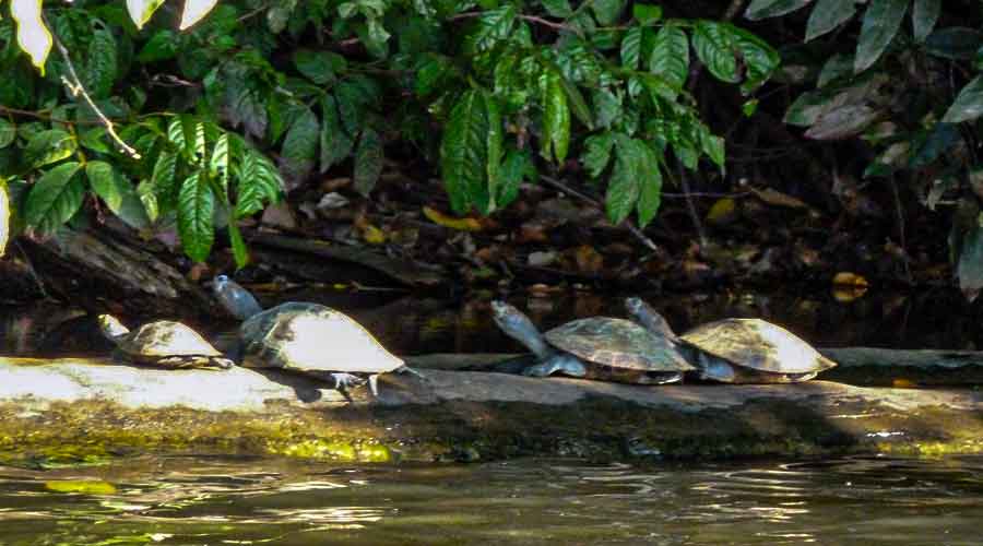 Tambopata Tour