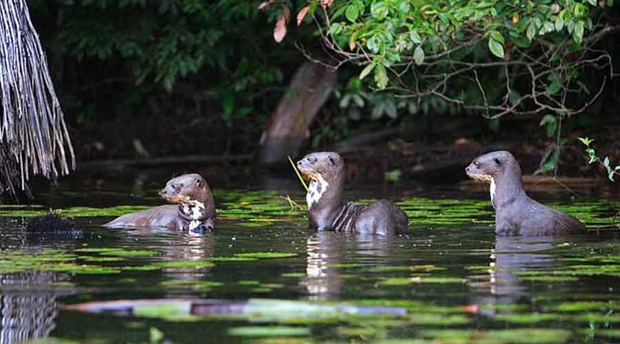 Tambopata Tour